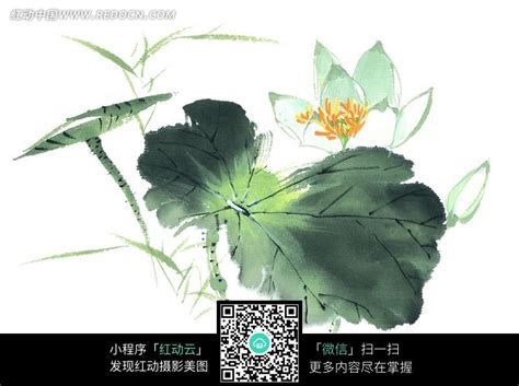 我爱荷花-描写植物作文800字【集锦5篇】