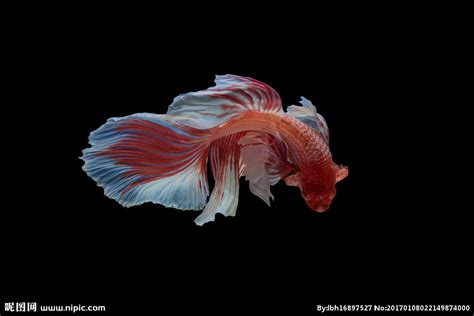 可爱的小斗鱼-写物作文550字【经典8篇】