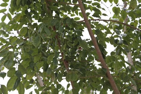 小叶紫檀树详细资料和清晰图片