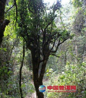 世界最古老野生古茶树,普洱最老的茶树在哪里