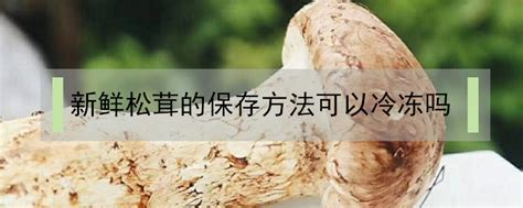 干松茸怎么吃最好 松茸冻怎么吃最好