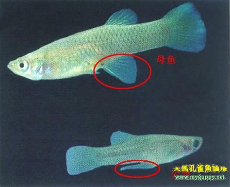 你知道怎么分公母吗,孔雀鱼怎么分公母图片