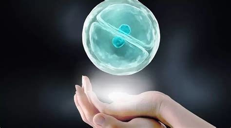 试管婴儿单一胚胎植入是什么
