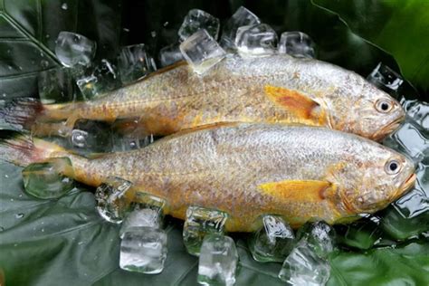 怎么区分新鲜的黄花鱼,第1次买到冰鲜的黄花鱼