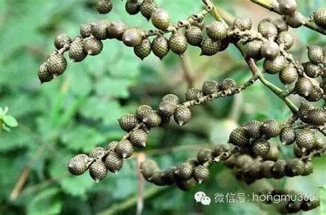 金刚菩提子是什么植物,你知道菩提子是什么吗