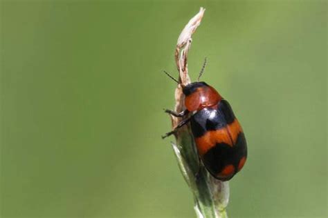 美国南方松甲虫,秋冬季节为什么有好多甲虫