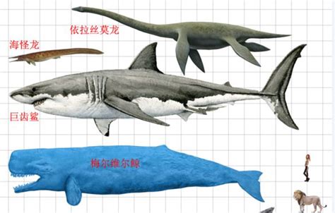 史前巨鲨2