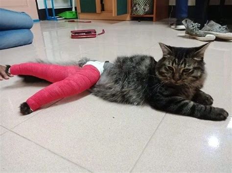 流浪猫受伤该怎么救助,猫前腿受伤了多少钱