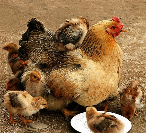 怎样给小鸡找妈妈,小鸡 妈妈在哪里
