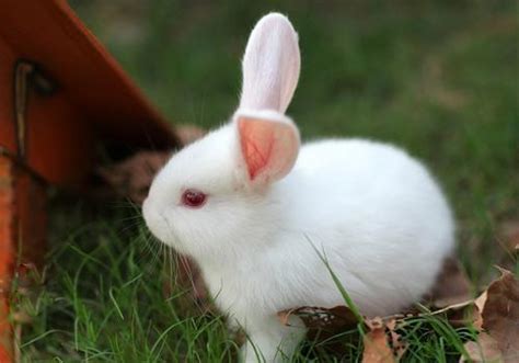 红枣小白兔怎么做,小兔子红枣豆浆馒头