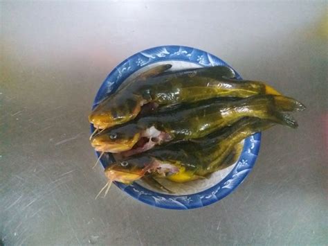 家常菜谱大全做法鱼清蒸,比如清蒸鲈鱼怎么做才好吃