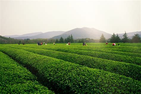 黑茶为什么用粽叶包裹,安化黑茶解惑21问