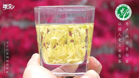 安吉白茶是绿茶为什么叫白茶,《满级绿茶在年代文躺赢》云吉锦绣