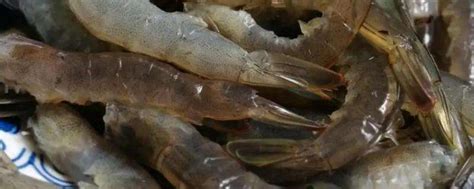 请问鸡尾虾和大头虾是属于淡水虾还是海水虾