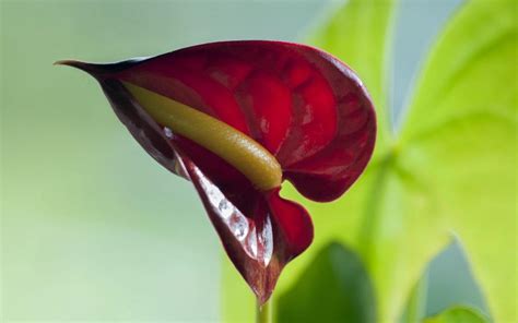 红掌和火鹤是一种花吗?可以水陪吗?