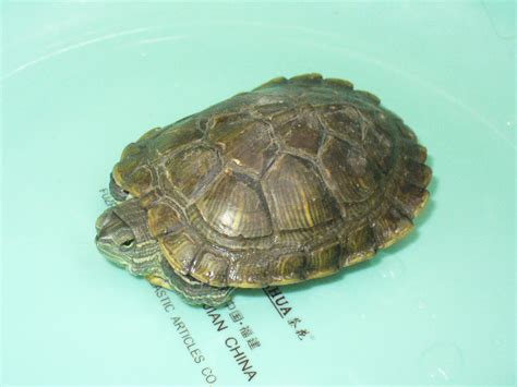 拍乌龟发朋友圈配的句子【精选111条】