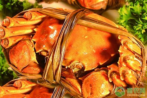 活的大闸蟹怎么炒好吃吗,冻大螃蟹怎么做才好吃