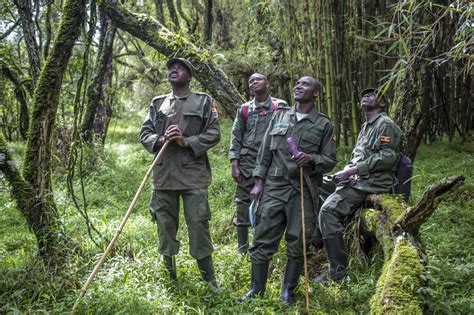 除了山地大猩猩，乌干达还有狩猎表演和编织体验