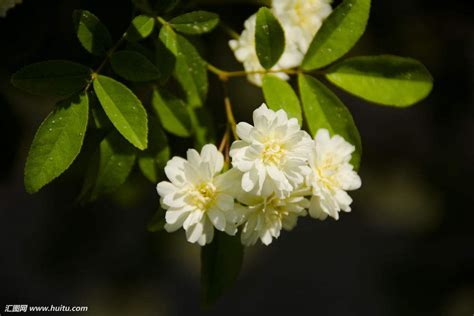 小花瓣有刺的,白色的,方言叫木匠花,很香,真的学名叫什么