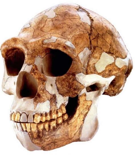 南非找到古人类化石