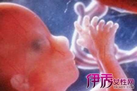 胎儿的发育　