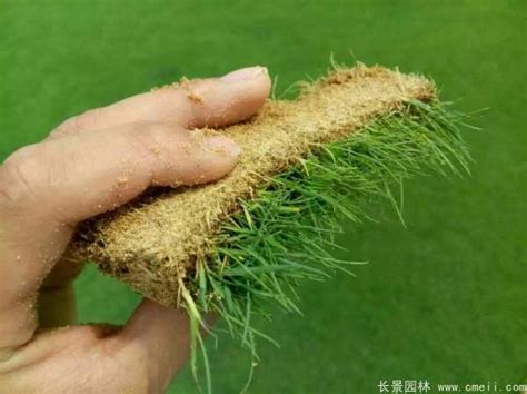 2021年采松茸杂记 种植松茸可以用草盖吗
