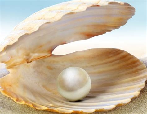 珍珠蚌用什么保鲜,河蚌保鲜的方式是怎么样的呢