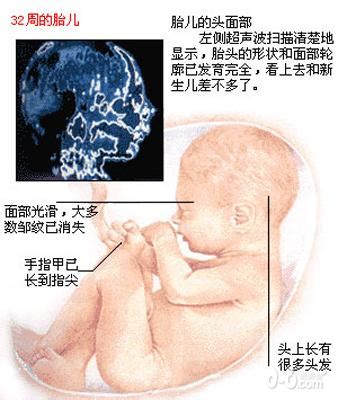 怀孕2个多月胎儿的发育标准
