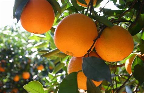 请问盆栽柑橘类果树需要注意哪些问题?