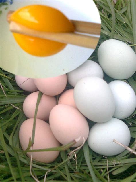 怎么区别土鸡蛋和普通鸡蛋,怎么辨别土鸡蛋