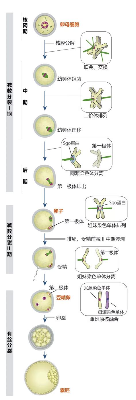 胎动异常的原因是什么情况