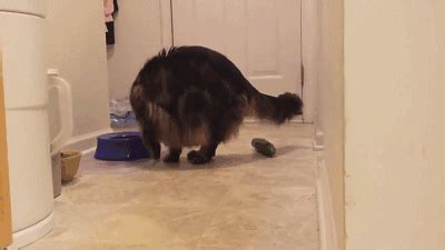 猫咪为什么喜欢咬塑料袋,为什么猫咪咬人