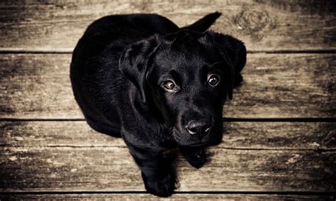 养纯黑色黑狗吉利吗,纯黑色的狗象征什么作用