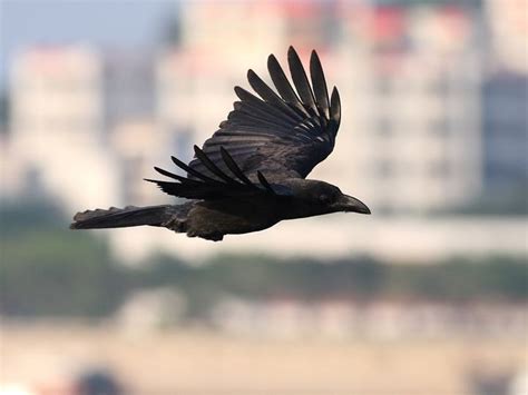 为什么日本 乌鸦,乌鸦为什么日本人喜欢
