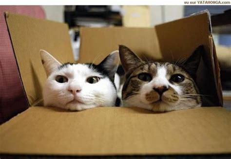 猫为什么喜欢纸盒箱,为什么猫喜欢纸盒