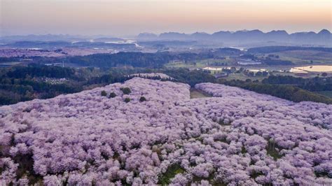 4月中旬贵州安顺平坝还有樱花吗?