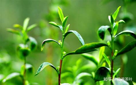茶树能活多久?