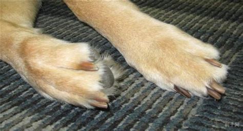 这个指甲是磨不到的,狗狗前爪侧面的指甲叫什么作用