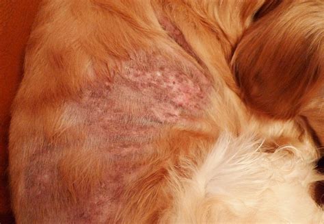 典型的狗狗真菌感染脓皮症案例,狗狗真菌感染是为什么
