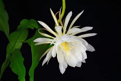 昙花什么样子?