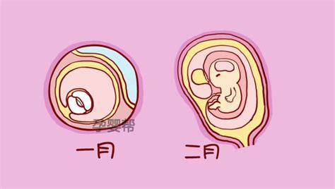 怀孕十几周胎儿照片