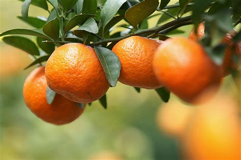 橘子是在橘子树的什么位置?(茎、果实、根、种子)?