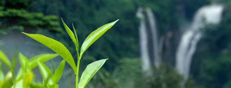 当年神农尝百草,神农尝茶尝的什么茶