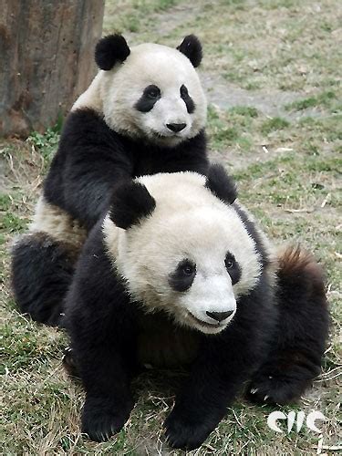 有关熊猫的游戏有什么,养熊猫的游戏叫什么