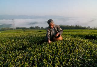 茶叶摘回来怎么制作,汉中手工绿名茶制作技艺
