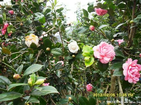 茶树花哪个季节开花,福鼎赤溪村茶树花又添香