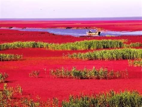 一年只红一次，中国独一无二的血色海洋，你想去吗？