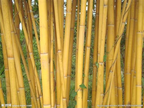 我想请问这个竹子的品种?