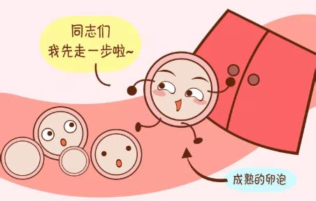 卵泡期是什么