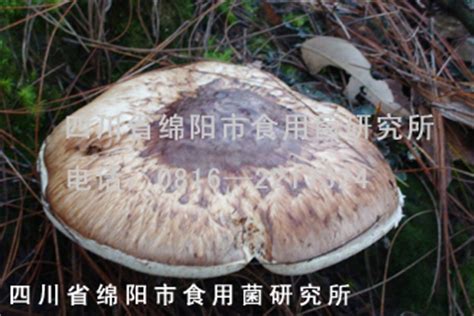 松茸蘑菇菌种,中国食用菌商务网